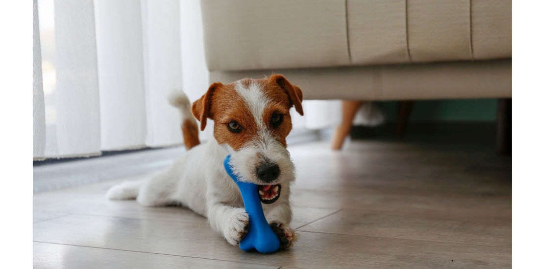 Why Bully Sticks Are Better Than Rawhide