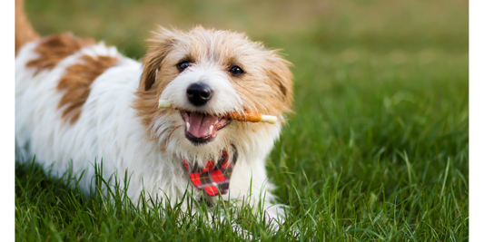 Do Bully Sticks Help Clean Dogs’ Teeth?