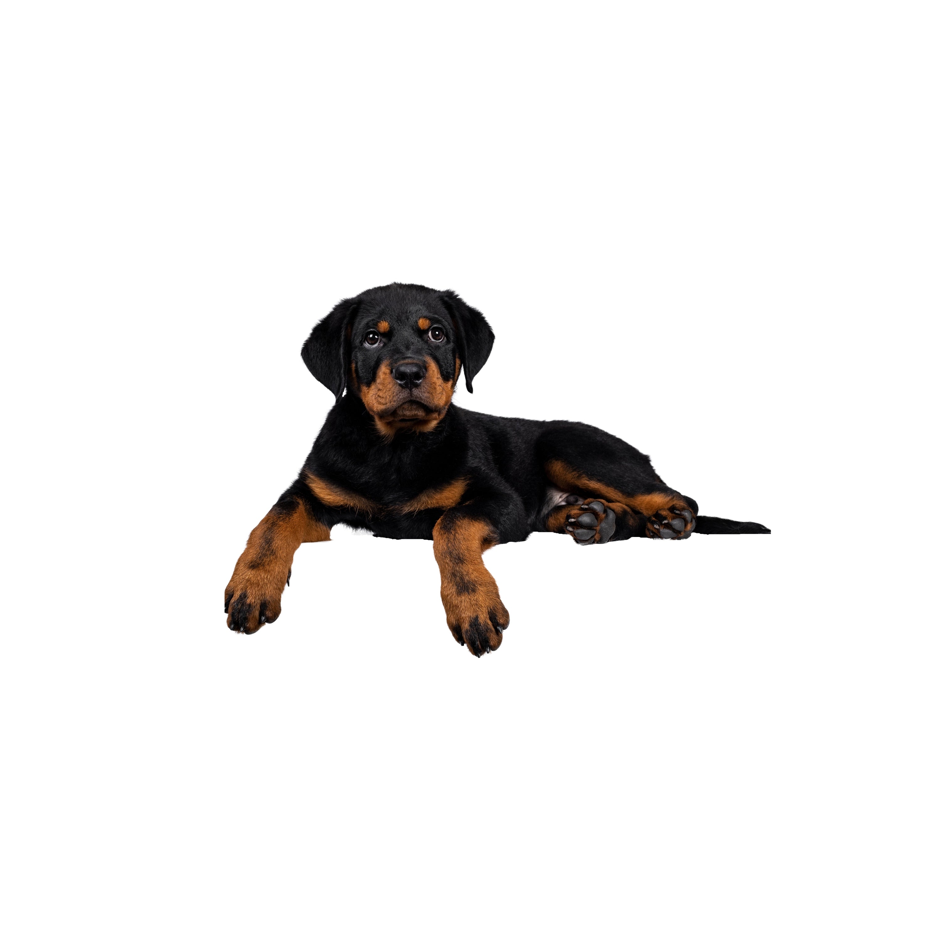 Are Bully Sticks Suitable for Puppies? A Guide for New Puppy Parents