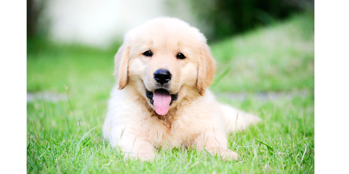 Are Bully Sticks Good for Puppies?