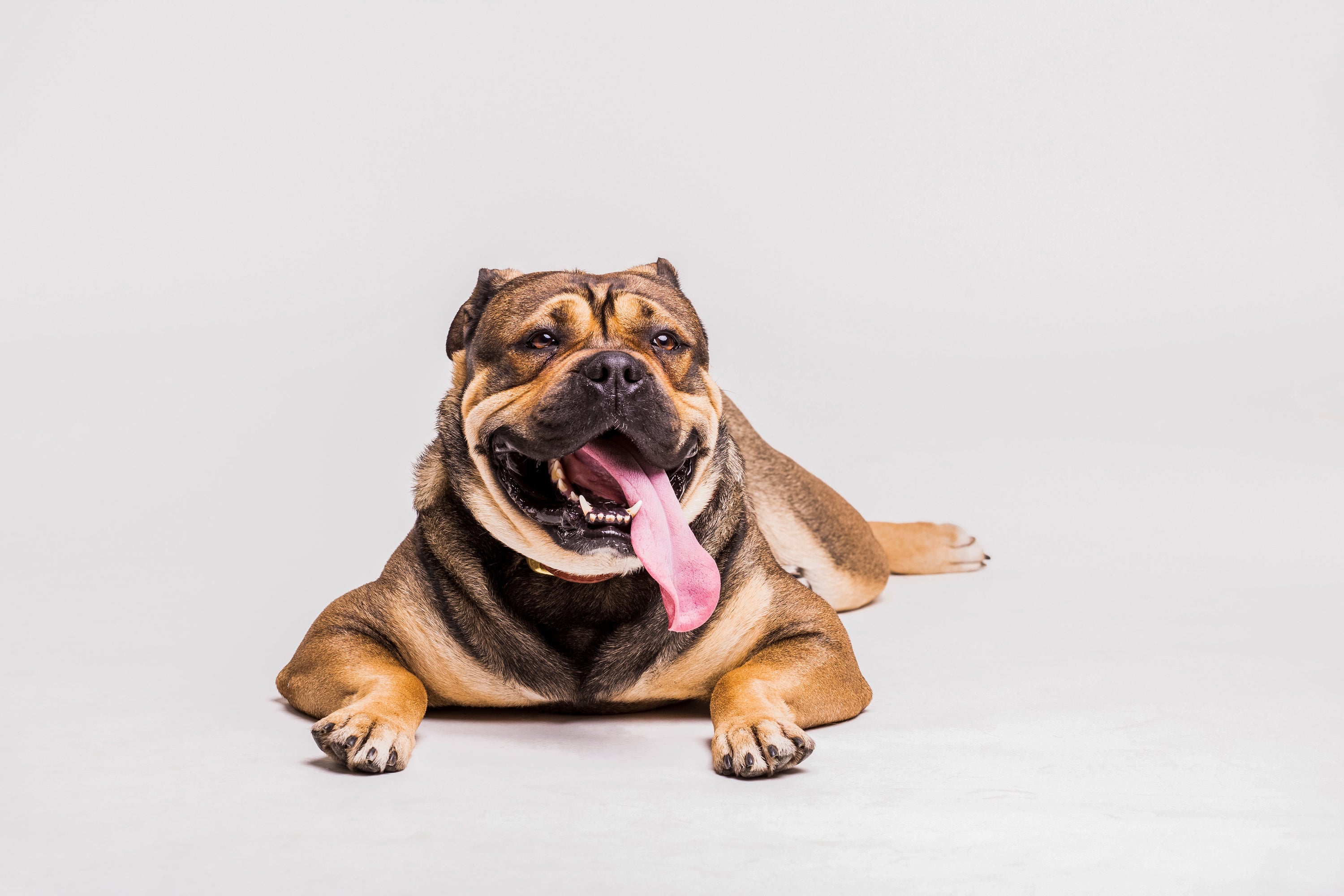 Health Benefits of Bully Sticks for Dogs