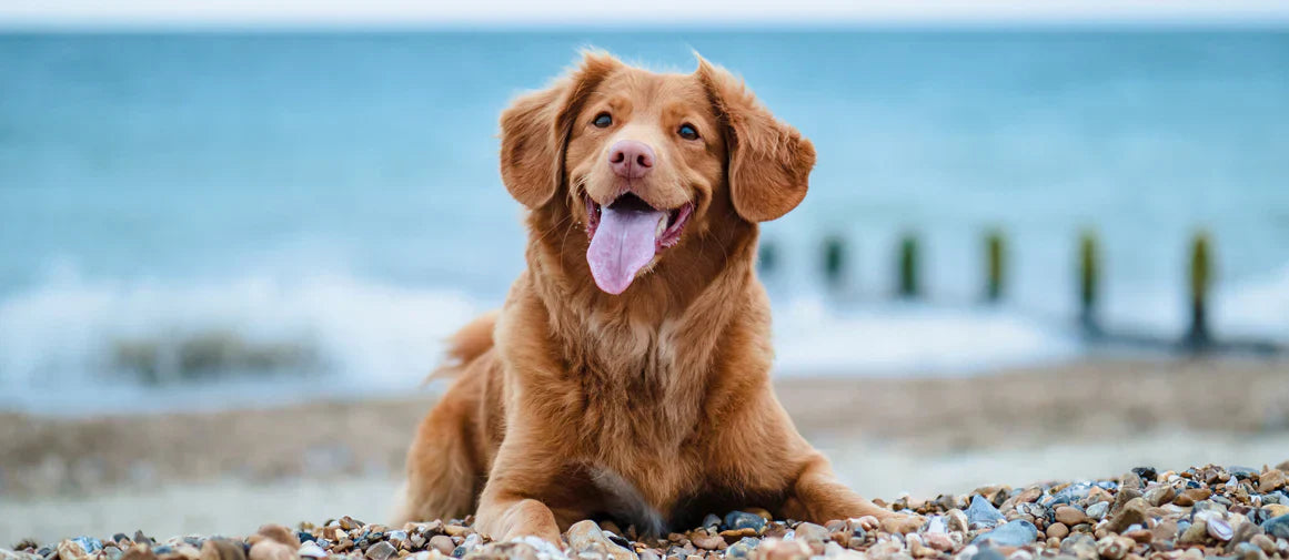 Are Bully Sticks Safe for Dogs?