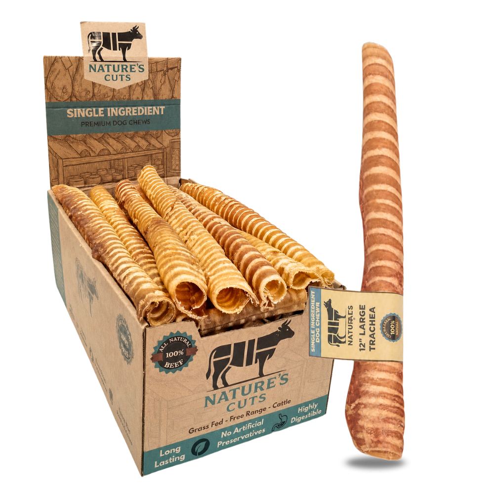 12" Large Trachea Display Box