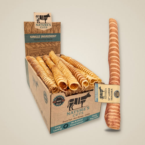 12" Large Trachea Display Box